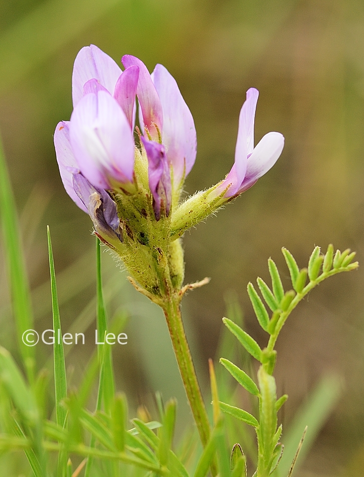 Astragalus agrestis photos Saskatchewan Wildflowers